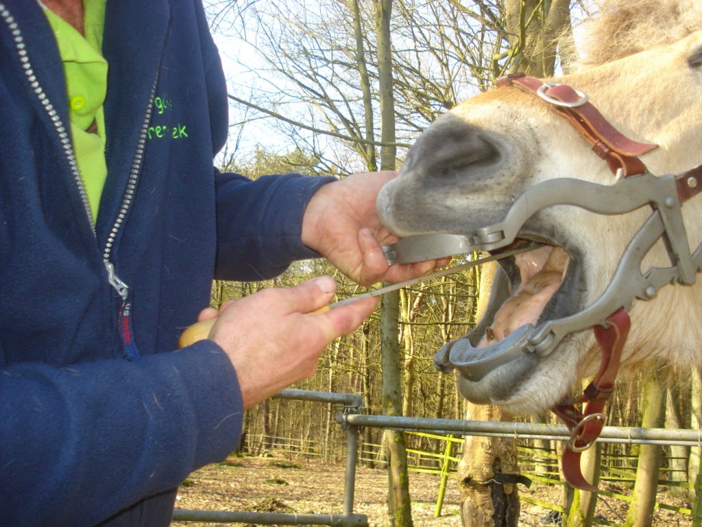 Tandheelkunde bij Paarden