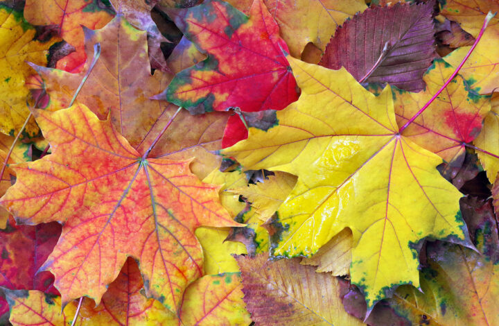 Esdoornbladeren met herfstkleuren op de grond.